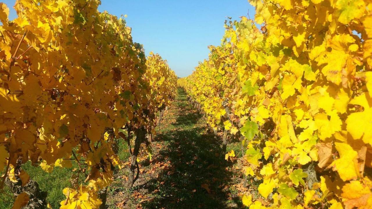 דירות אגויסהיים Fleur De Vigne מראה חיצוני תמונה